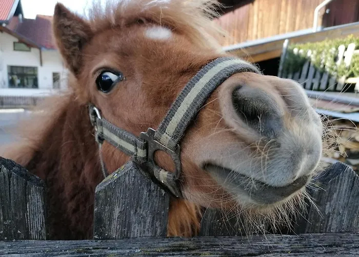 恩瑟亚霍夫儿童农场旅馆 农家乐