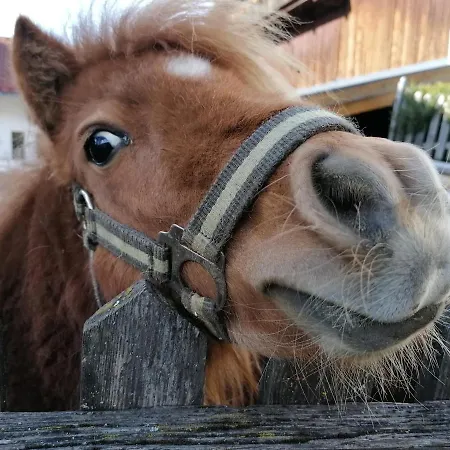 Kinderbauernhof Ierzerhof Alojamento de Turismo Rural