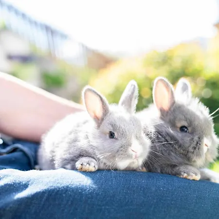 Alojamento de Turismo Rural Kinderbauernhof Ierzerhof Arzl im Pitztal