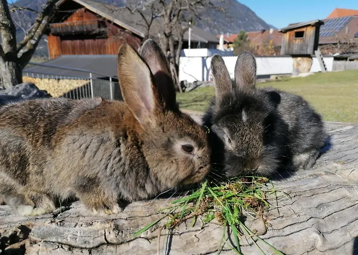 Kinderbauernhof Ierzerhof Séjour à la ferme Arzl im Pitztal